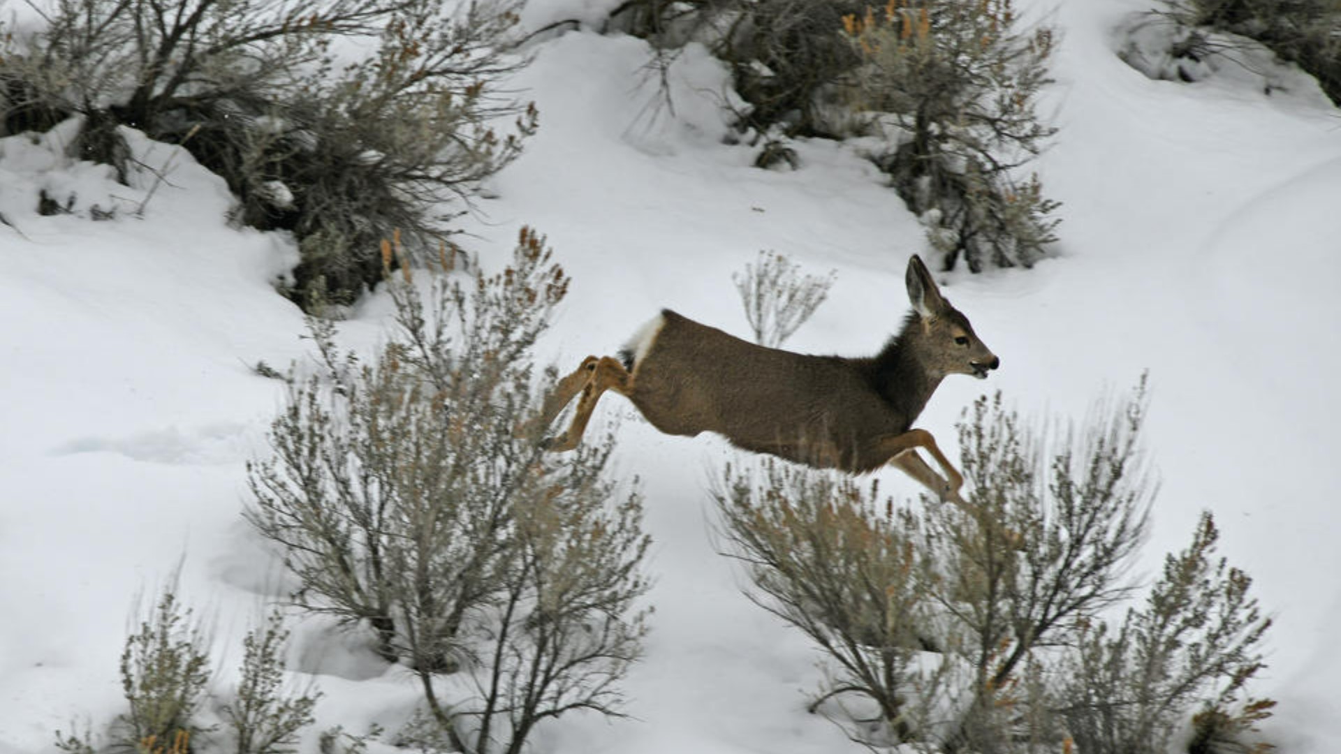 The dog mauled a fawn to death and was shot while in pursuit of another group of mule deer in south Pocatello, according to Idaho Fish and Game.