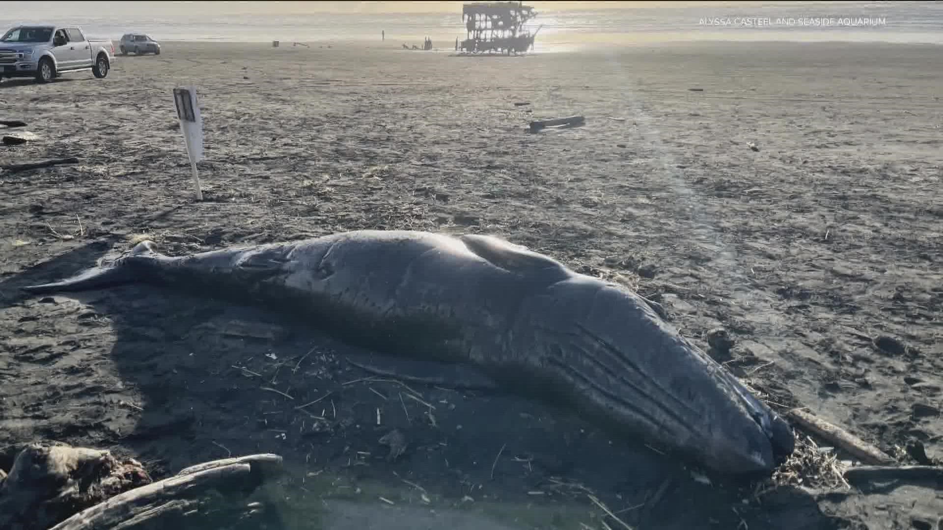 A gray whale calf washed ashore about 100 yards north of the sperm whale that washed up over the weekend. Another dead whale washed up in Winchester Bay on Jan. 11.