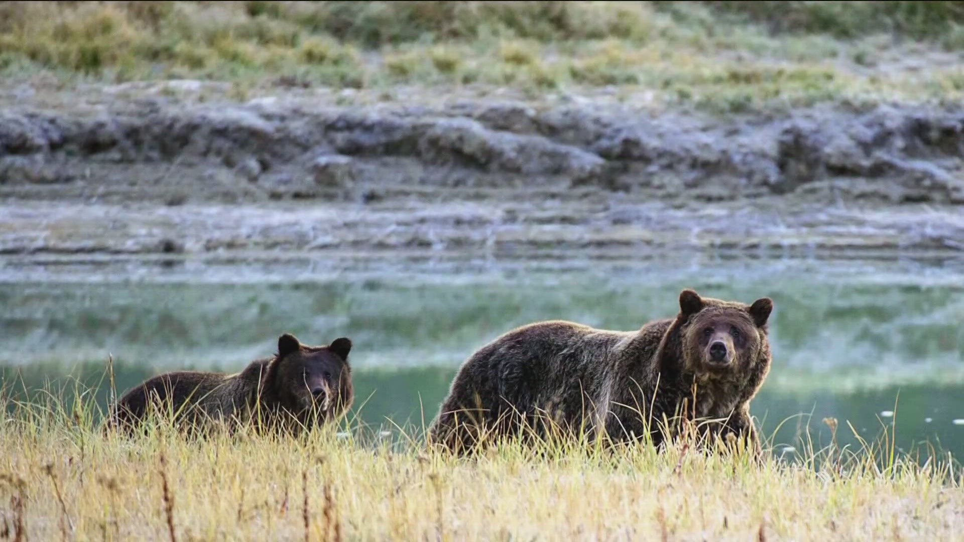 Idaho Fish and Game said the bears were captured after months of conflicts and interactions with humans.