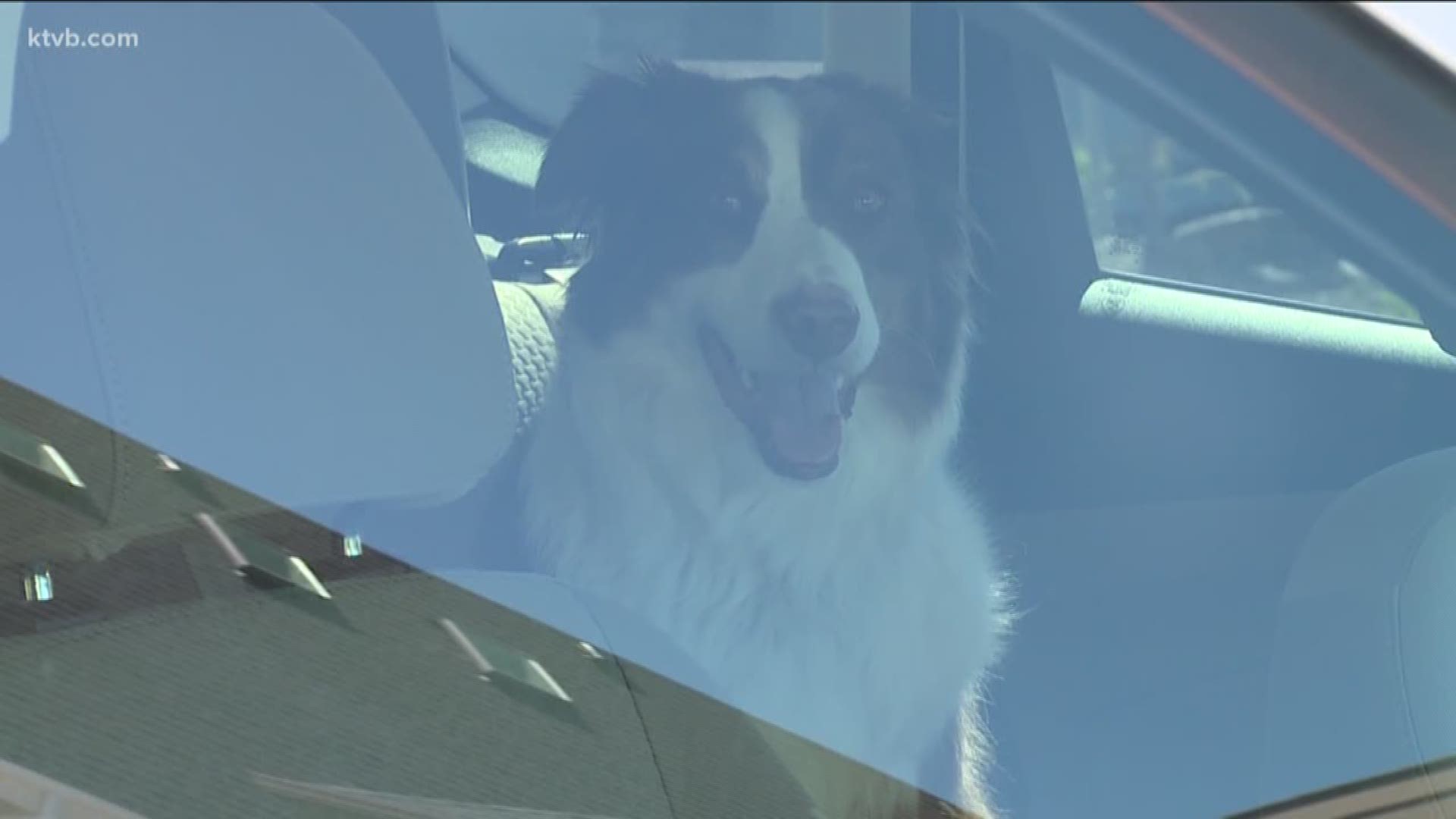 Efforts are underway to update Boise's animal cruelty laws, which would allow citizens to break car windows to get animals out of hot cars and effectively ban circuses that include exotic animals. Boise City Councilman TJ Thomson says the city's code surrounding animal abuse hasn't been updated in decades and needs to be updated.