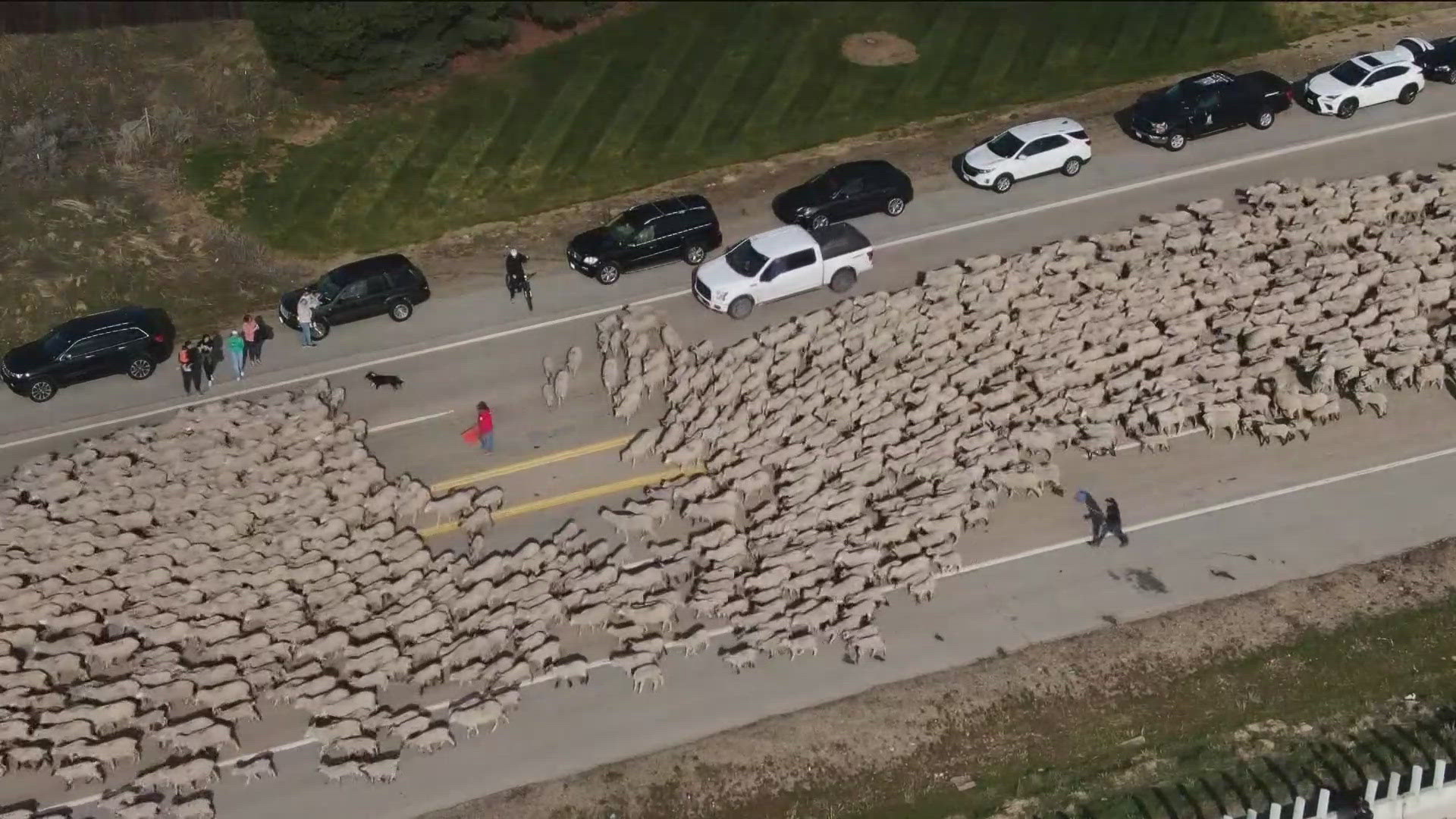 The festival ends with a parade of over a thousand sheep as they move to winter grazing fields. 