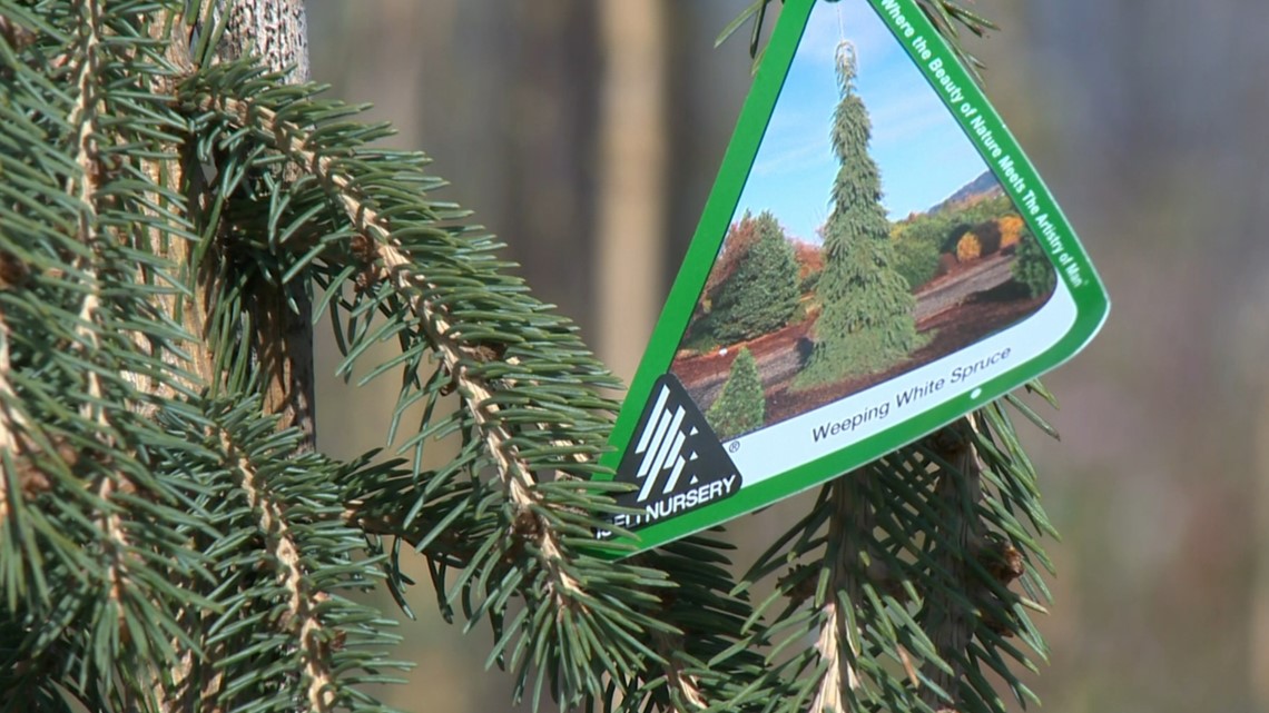 You Can Grow It: Trees you can plant for Arbor Day in Idaho