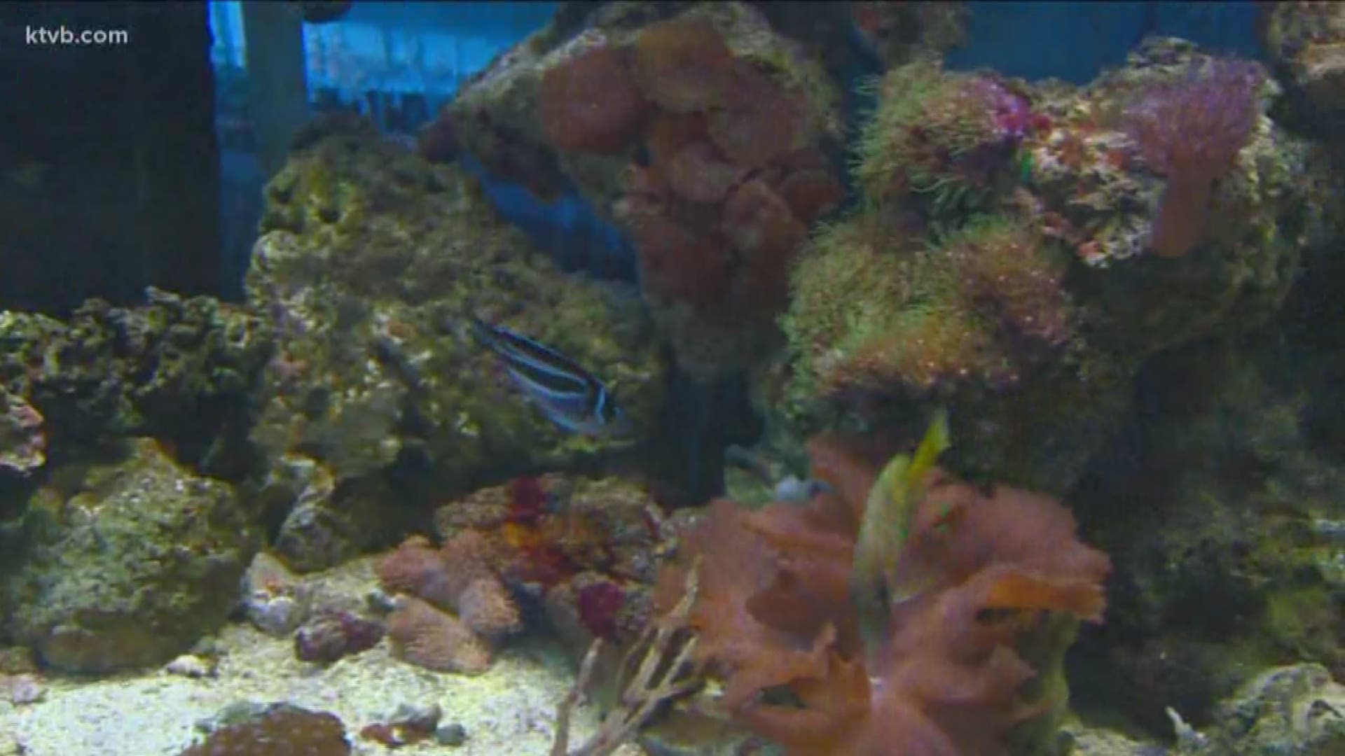 The source of the toxin is coral in their salt water aquarium.