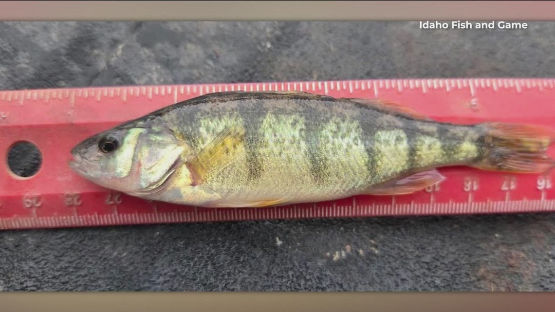 Idaho Fish and Game speaks on Illegally stocked yellow perch caught in Island Park Reservoir