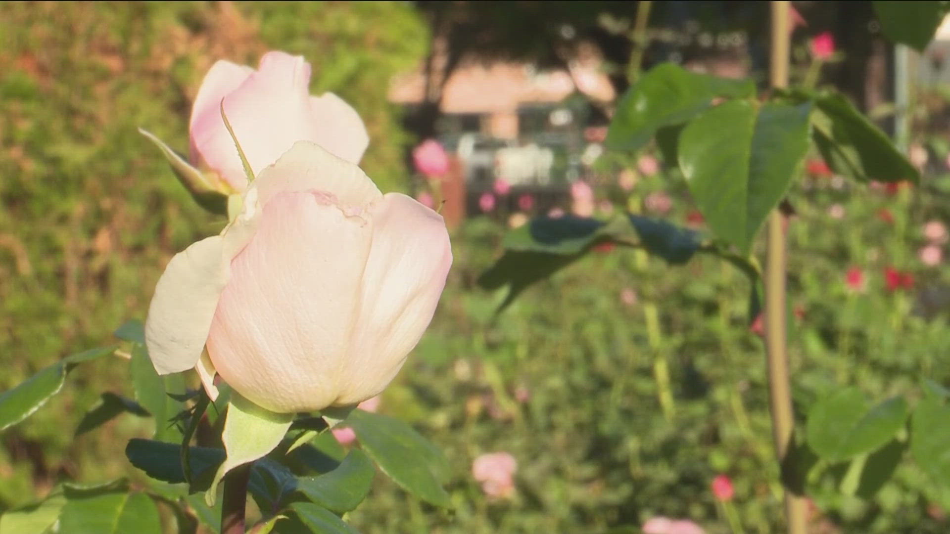 Boise’s oldest park, Julia Davis, has seen many upgrades in recent years, now the Rose Garden will see ADA accessible paths and better watering for the roses.