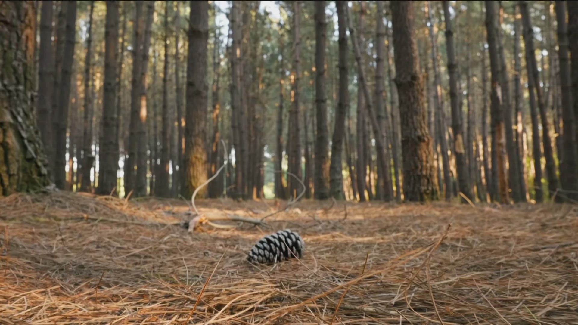 The Daughters of the American Revolution are helping reforest the area through an initiative called Project Pinecone.