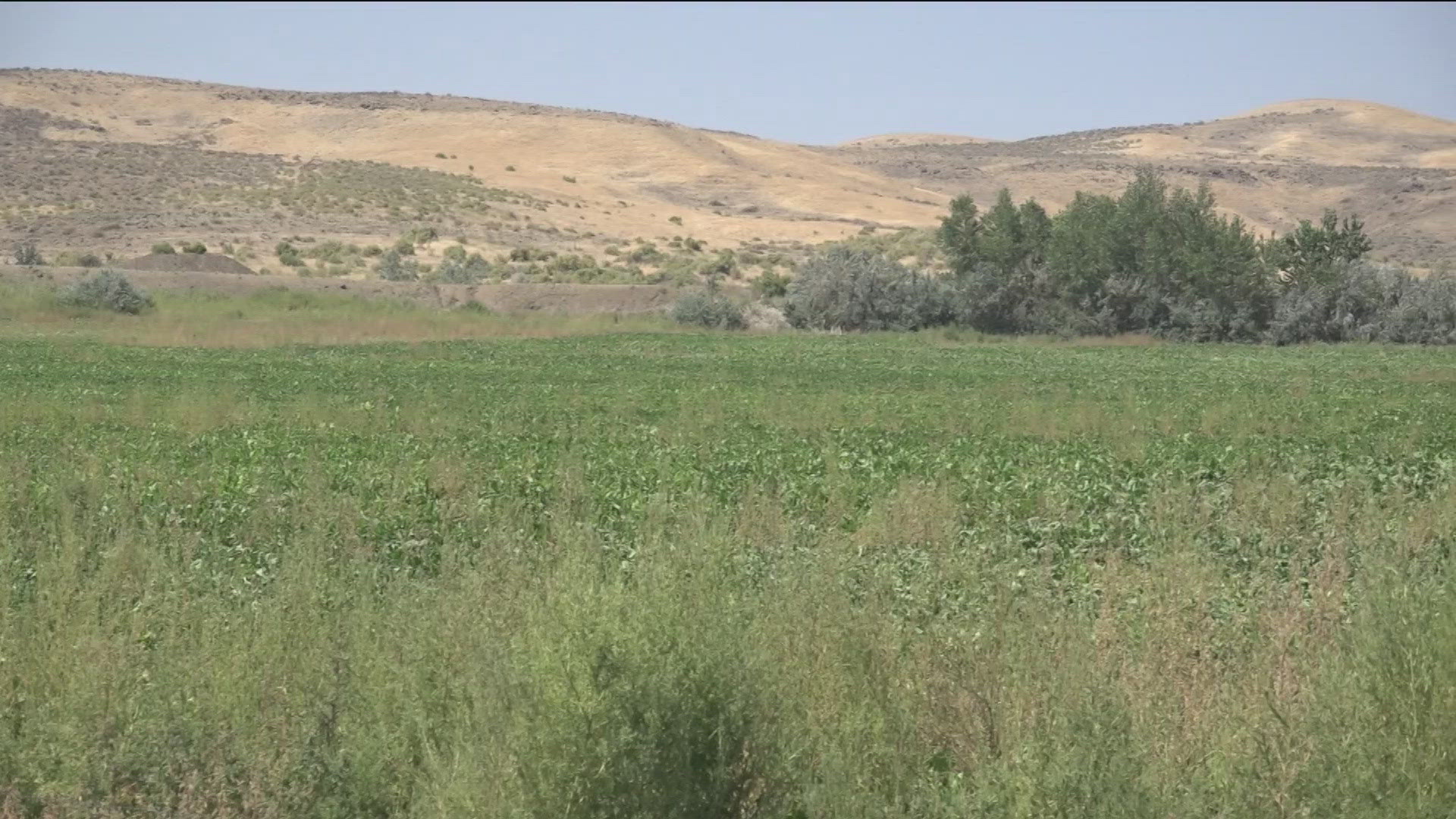 The Bureau of Land Management has released an impact statement examining the mine's potential effects on water use, wildlife habitat, climate and local agriculture.