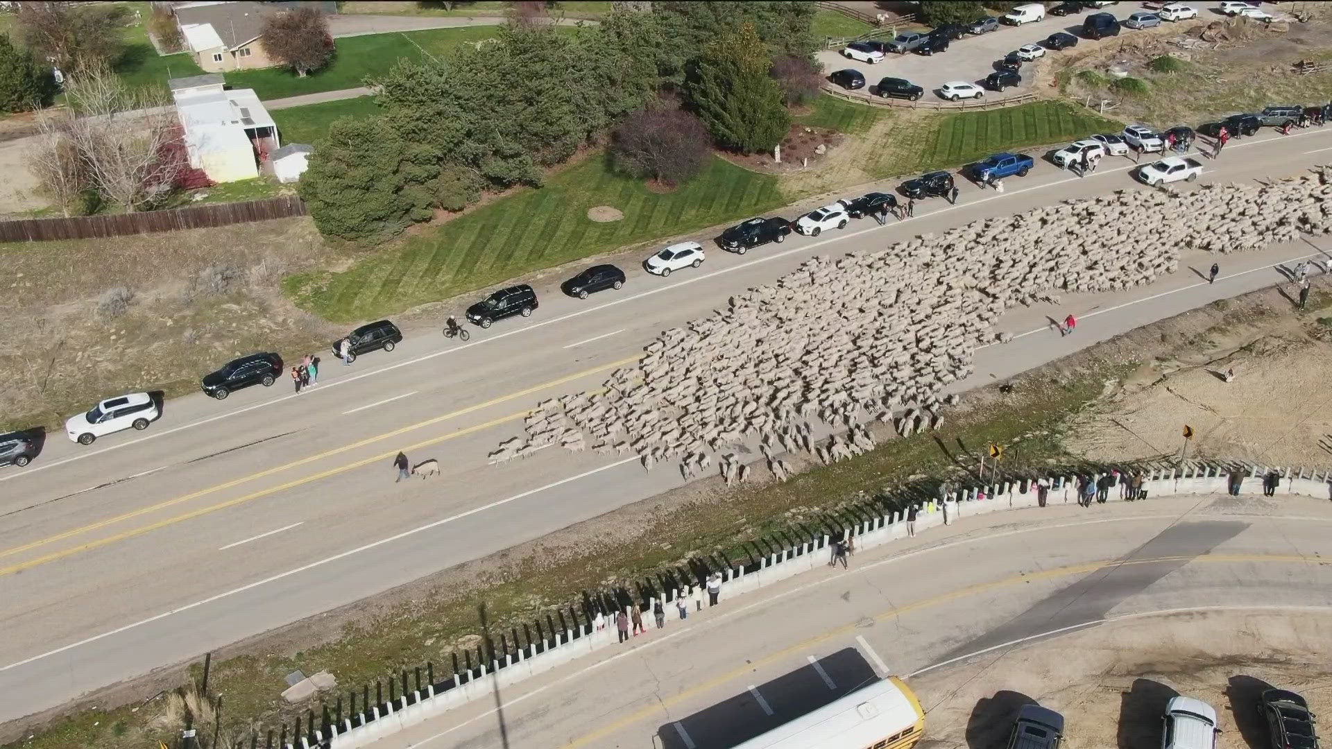 The flock is taking over the block as the sheep are moved for the Spring.