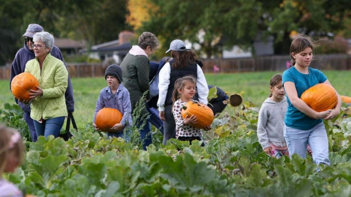 Neighbors pick pumpkins at Boise urban agriculture park - Vimarsana News