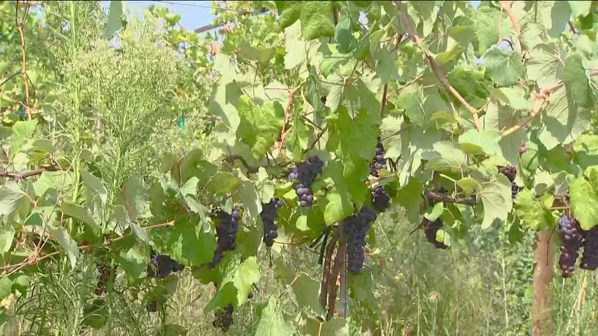 It's not all bad news for Idaho's fruit crop.