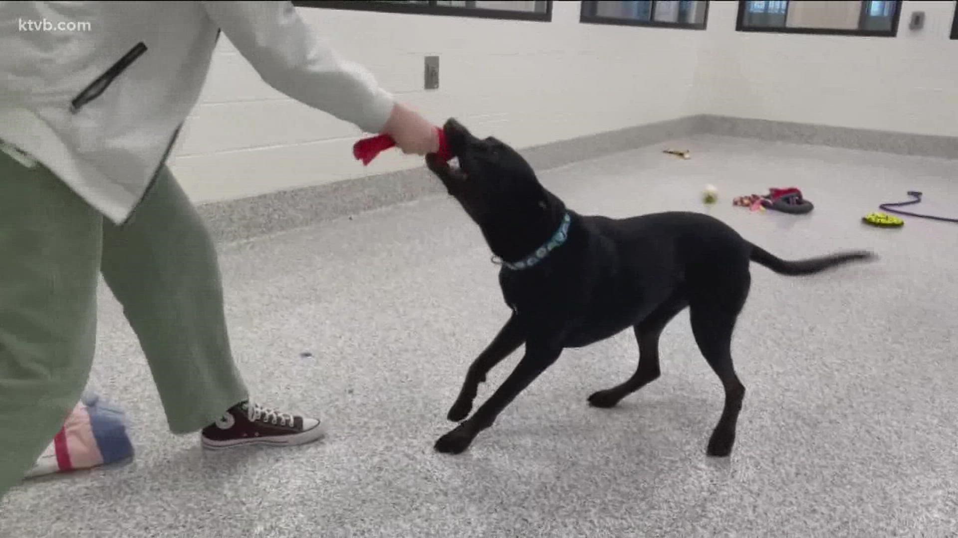 Looking for a furry friend this Christmas? KTVB will be featuring adoptable pets this month as part of the annual 12 Strays of Christmas Event.