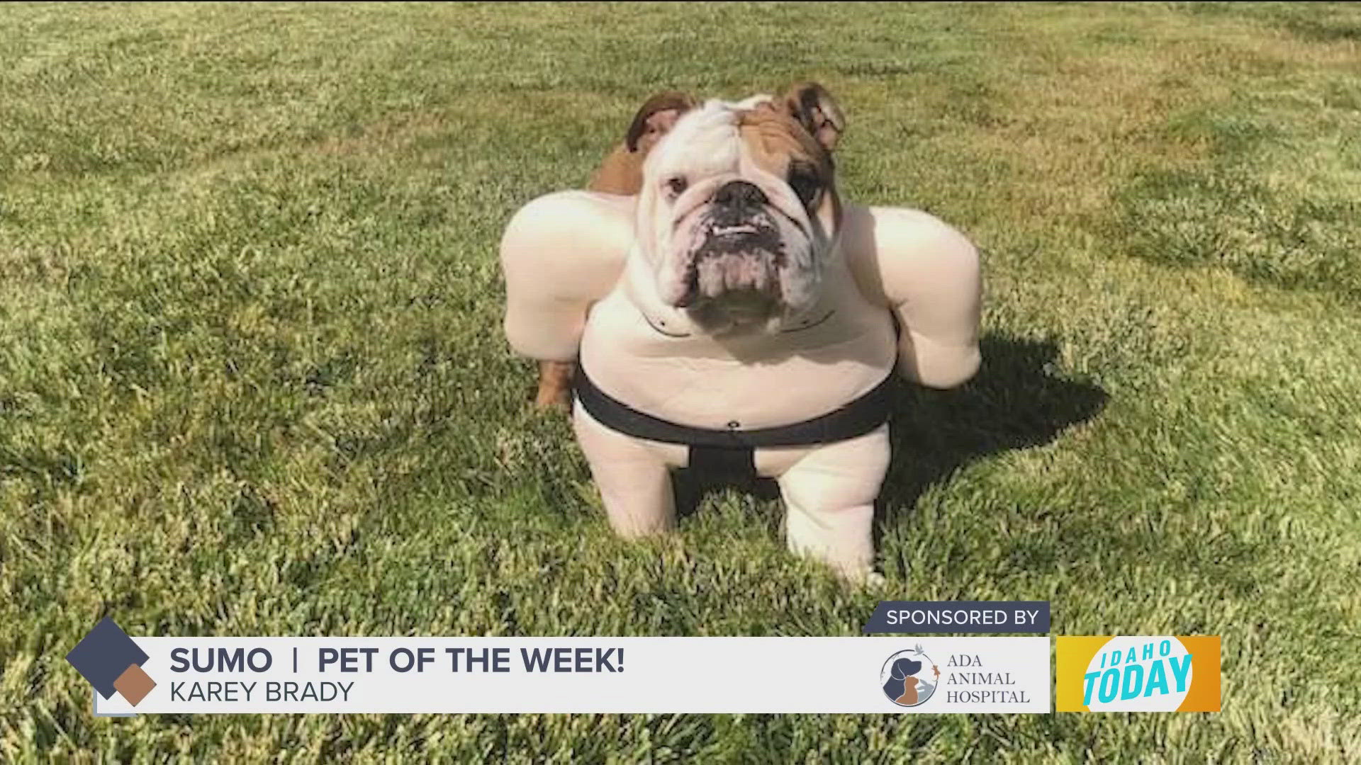 Sumo is our Halloween Pet of the Week!