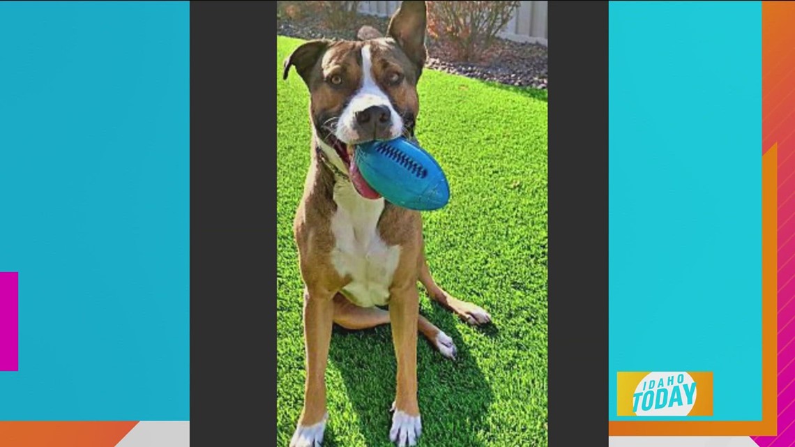Pet Pics! Surprise! More Adorable Animal Pics For Your Monday! - Vimarsana News