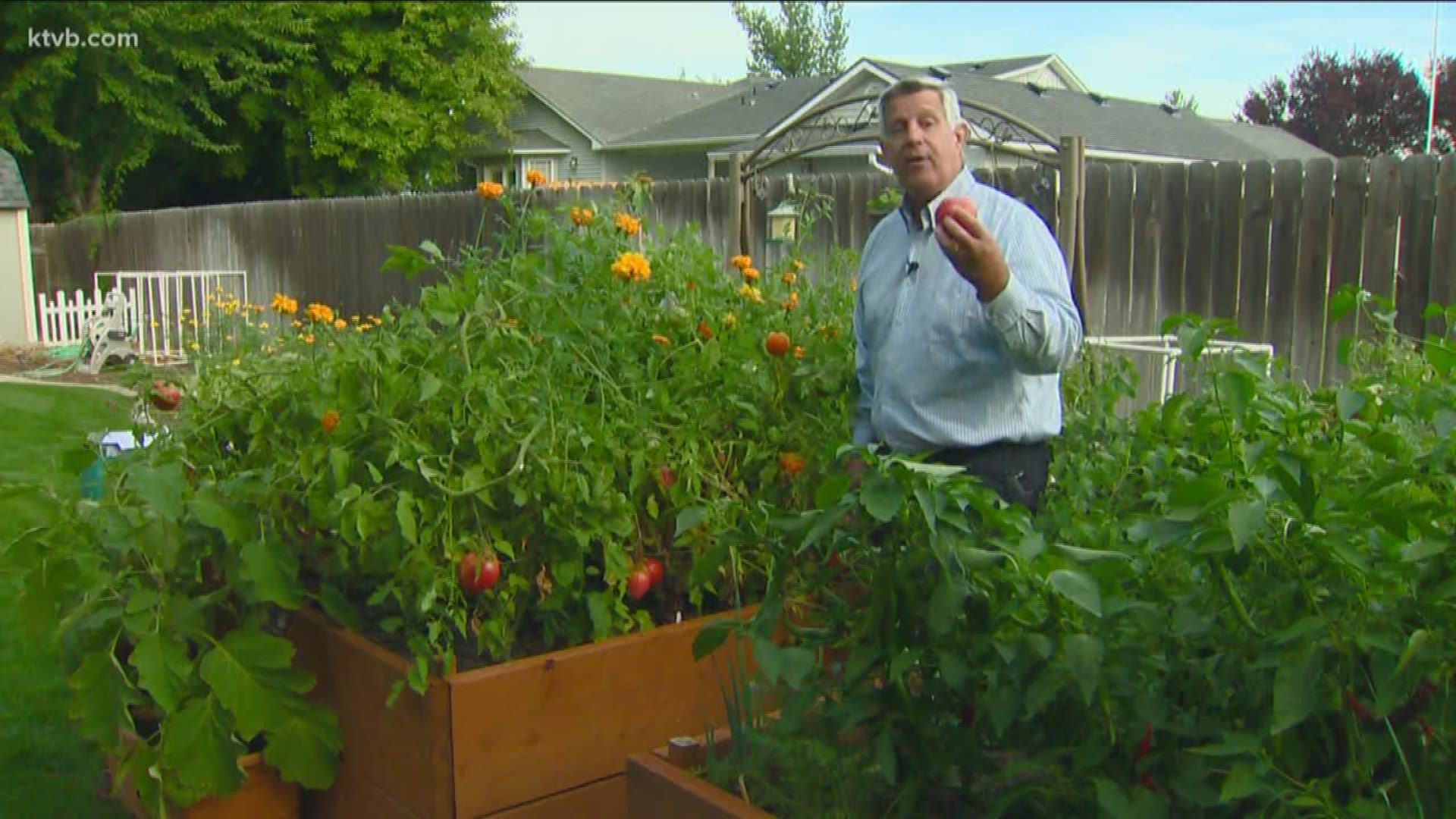 Garden master Jim Duthie grew 19 different kinds of tomatoes in his garden.