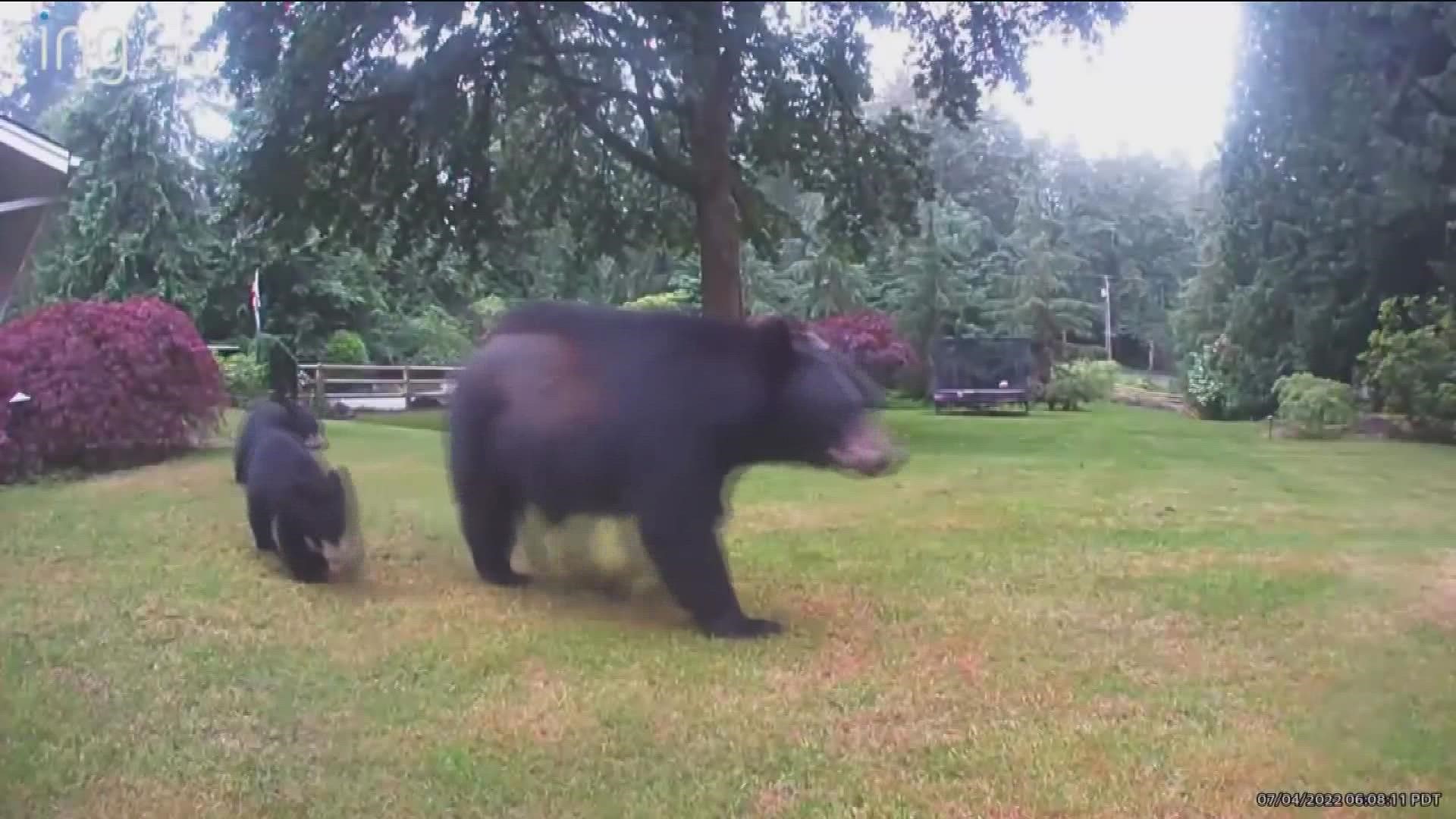 A Washington home's doorbell cam shows a mama black bear and two cubs ambling into the backyard. In Idaho, food-conditioned bears were getting into campsites.