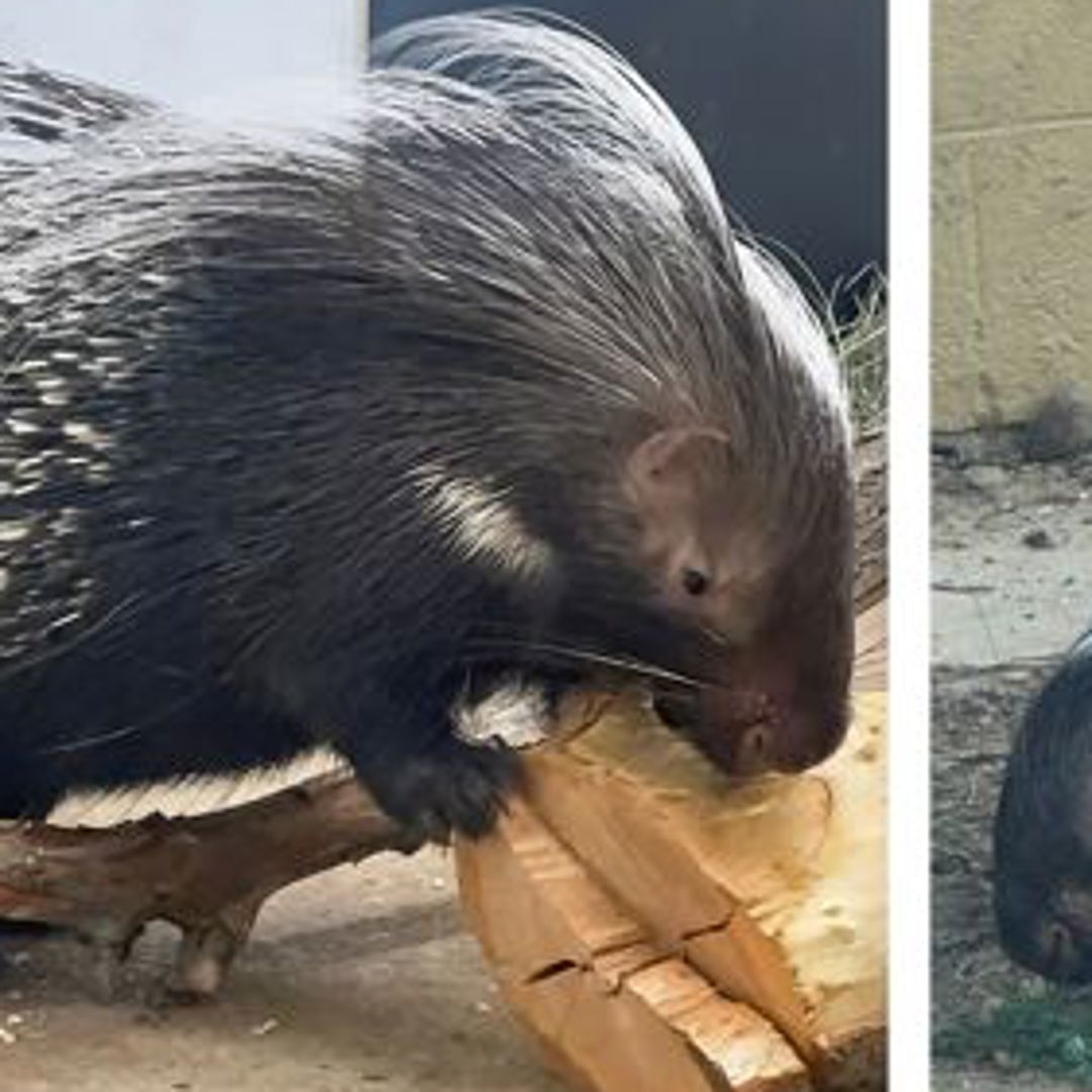 Community members can help name new porcupine sisters at Zoo Boise ...