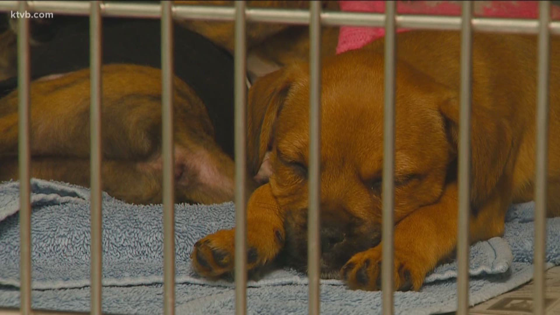 The Cabela's parking lot at Milwaukee and Franklin roads has been a popular destination for dog breeders to set up shop but now breeders are banned after one puppy died from parvo.