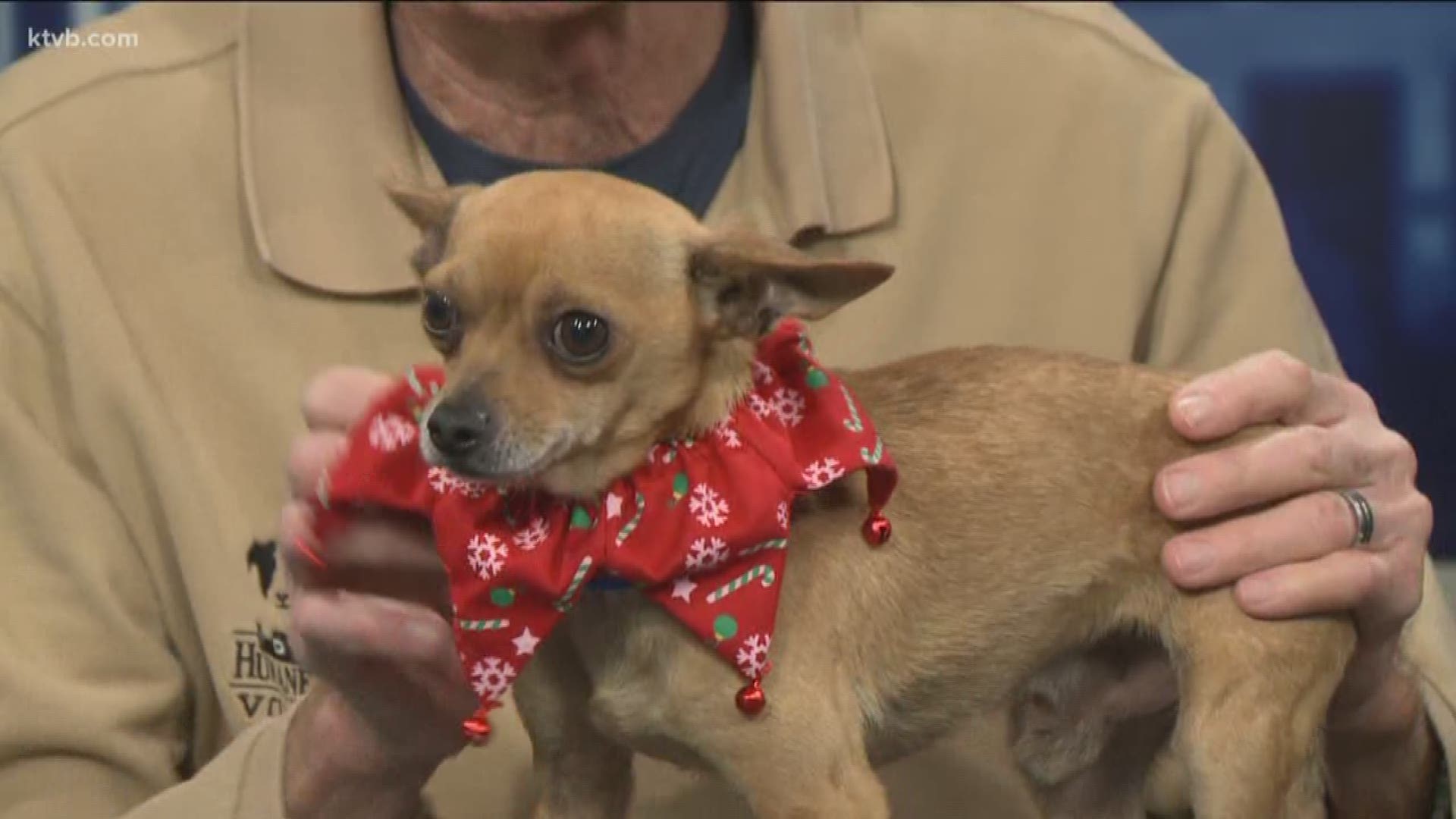 Mickey is available now for adoption at the Idaho Humane Society. He does have a companion dog at the shelter.
