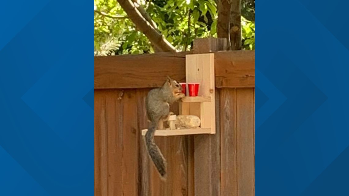 Boise teens build tiny bar for squirrels