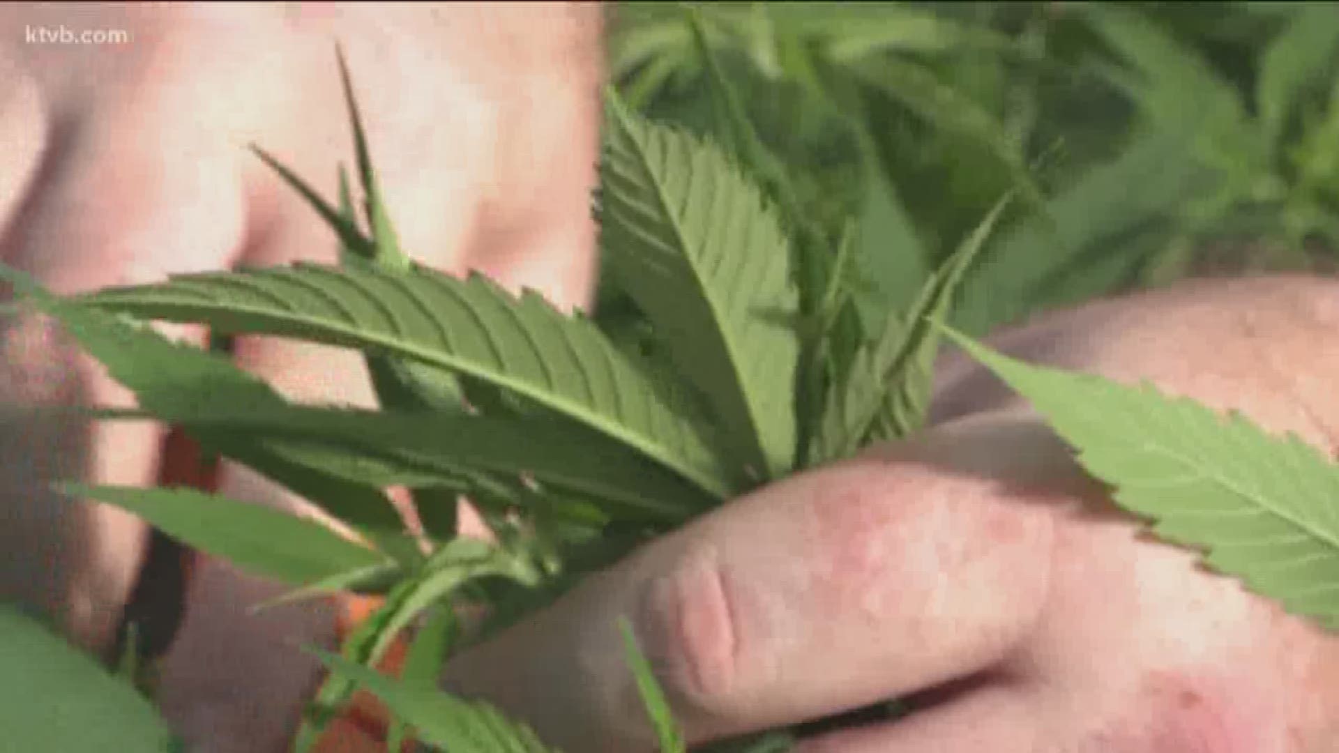 A recent pot bust here has sparked a lot of confusion when it comes to our laws regarding hemp and marijuana. That confusion is magnified by the fact that federal law on the topic conflicts with Idaho laws. KTVB's Shirah Matsuzawa sets out to clear up the confusion.