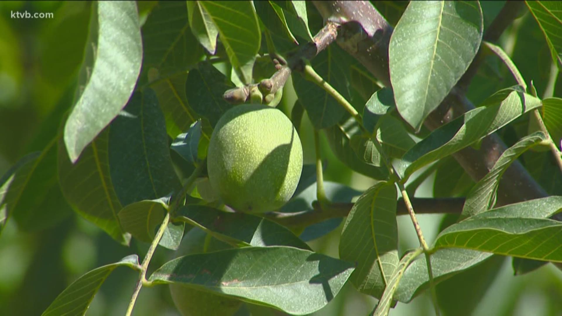 As Jim Duthie explains, Idaho's thriving fruit industry may soon be going nuts.
