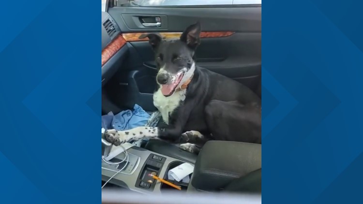 Dog rescued from 123.8-degree vehicle by Idaho Humane Society Officer