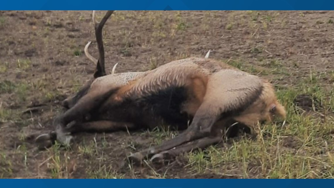 3 elk shot illegally, left to rot in Bonneville County | ktvb.com