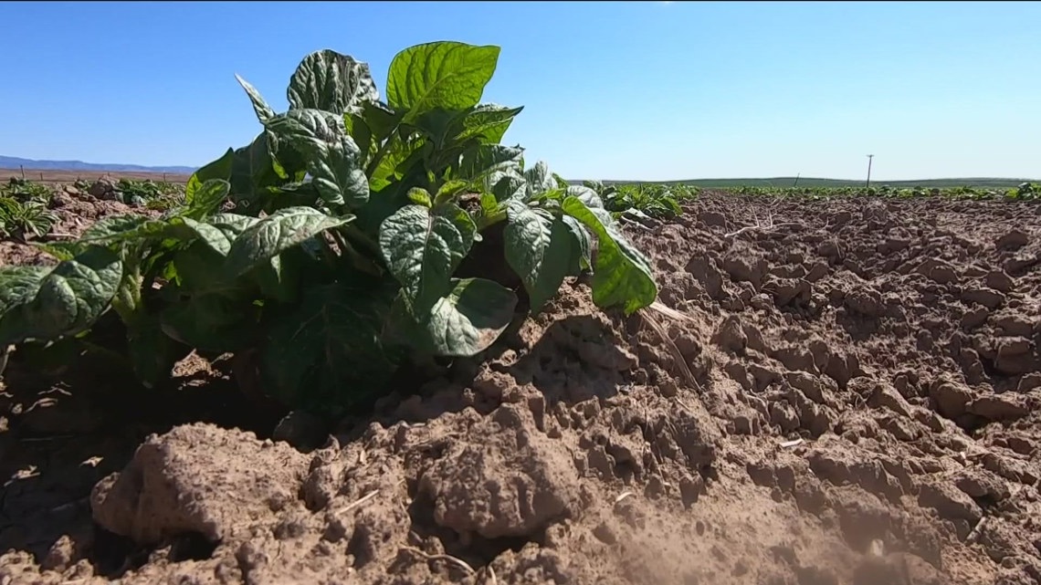 Inside Ag: The strange origin of Idaho’s famous spud