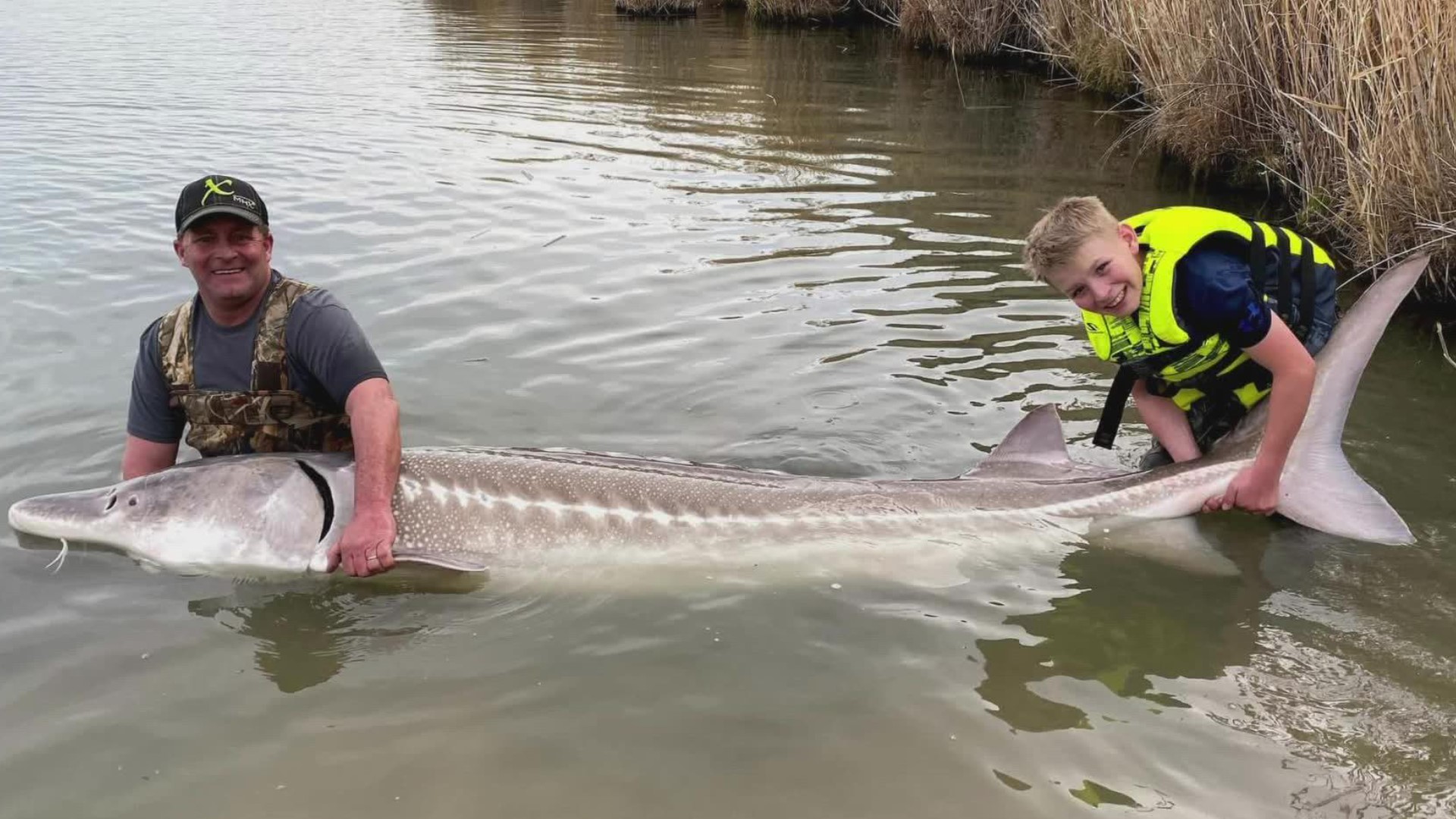 Tyler Grimshaw reeled in the massive sturgeon -- which measured 9'11" -- with his dad Lance and Jones Sport Fishing guide Joe Weisner.