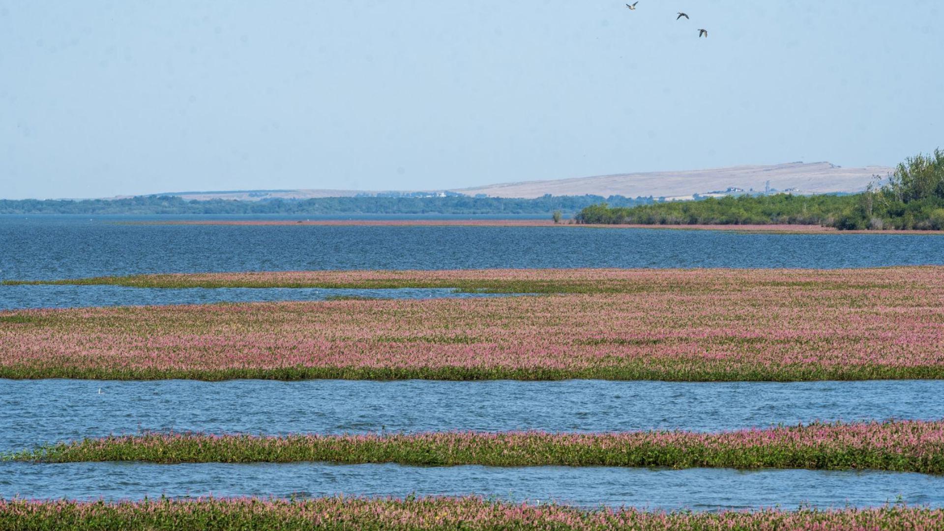 Lake Lowell waters affected by algal bloom