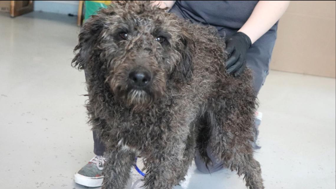 The Idaho Humane Society says it has rescued 119 standard-sized poodles from a single location in Elmore County, and more are on the way.