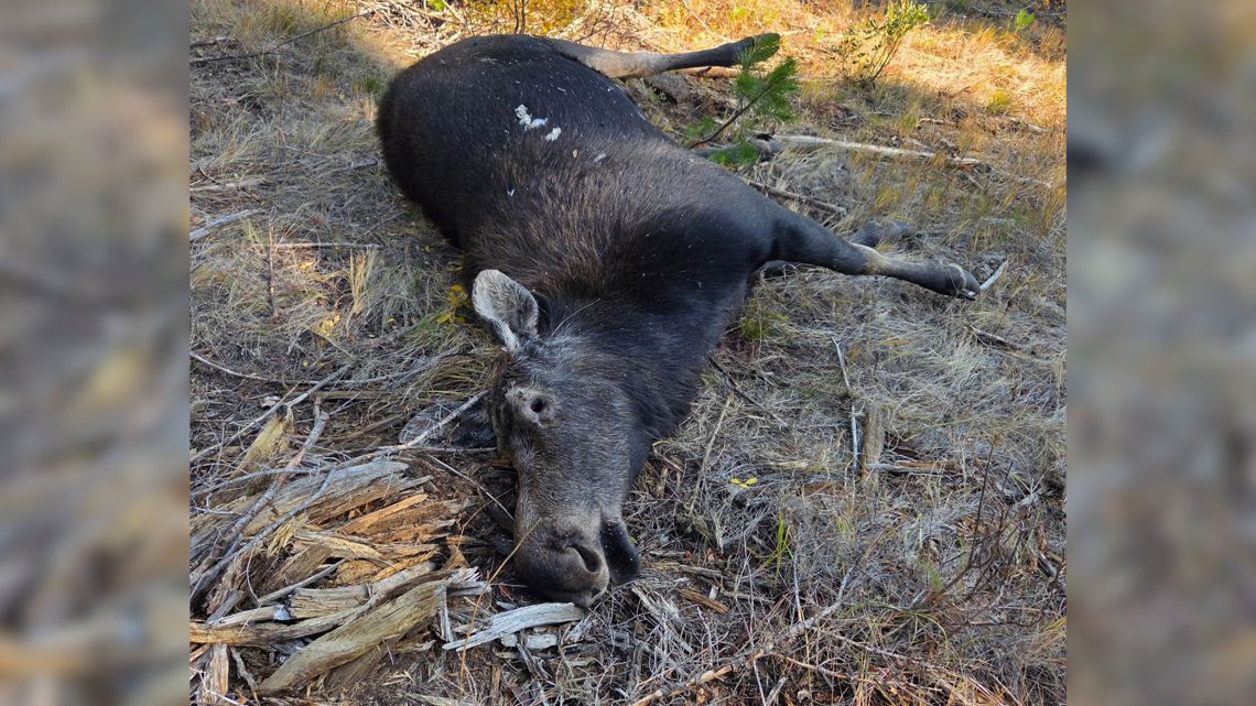 Idaho Fish and Game seeks info on illegal moose shooting in Adams County