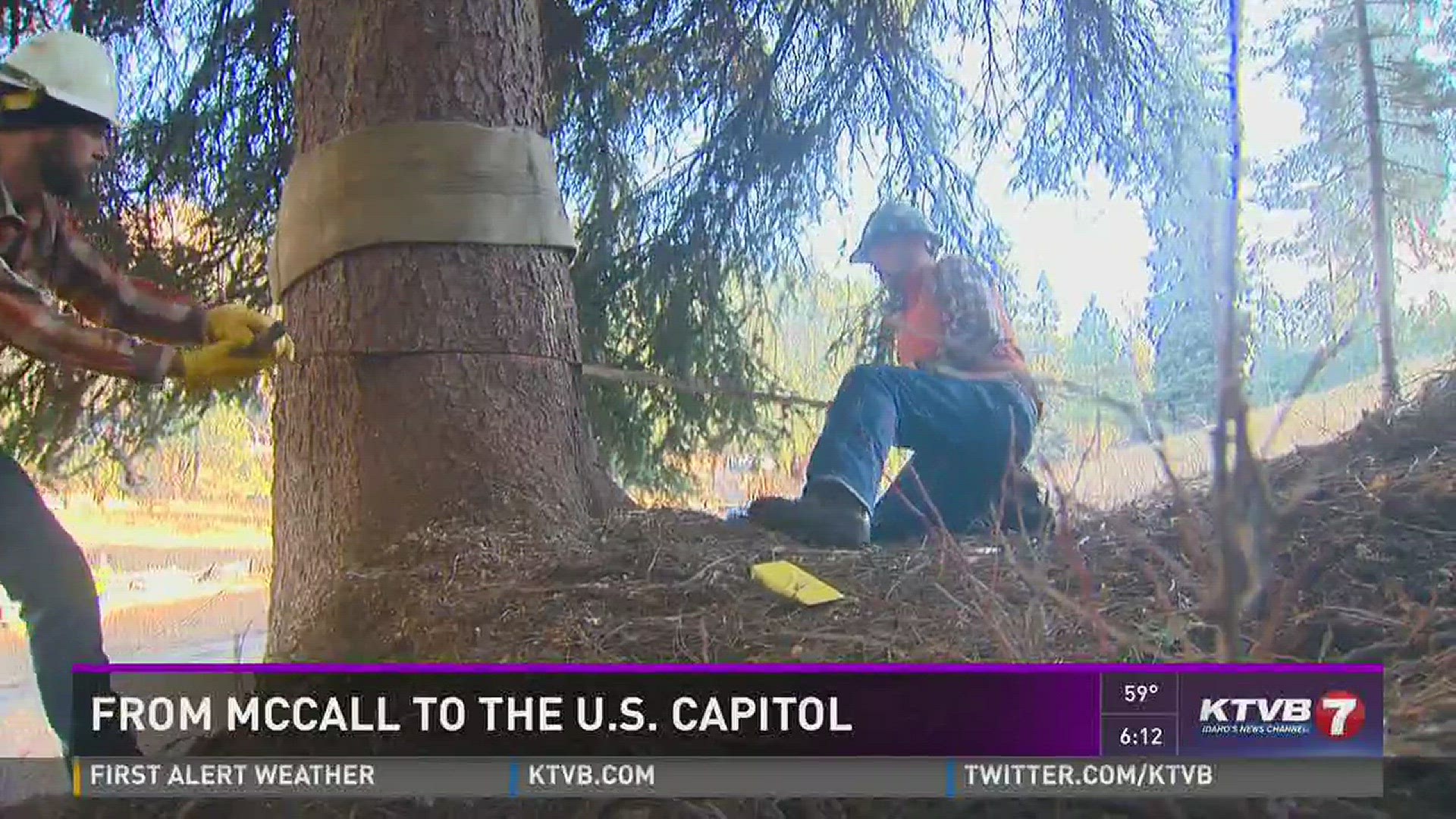 Brian Holmes goes behind the scenes of cutting down the Capitol Christmas Tree.