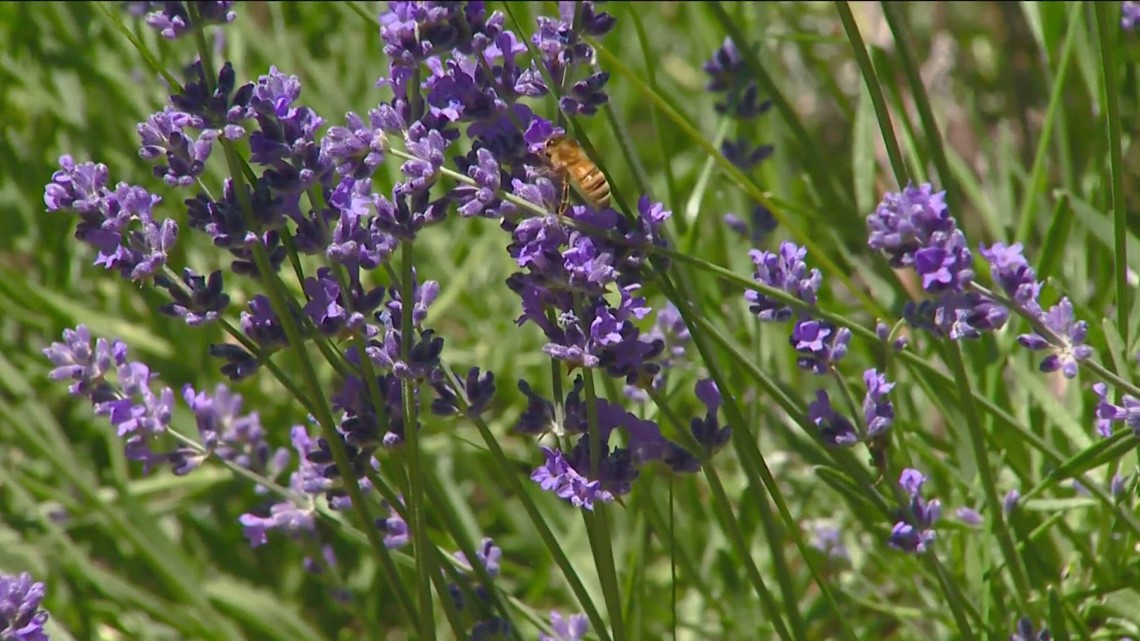 You Can Grow It: Helping bees, butterflies survive in local gardens