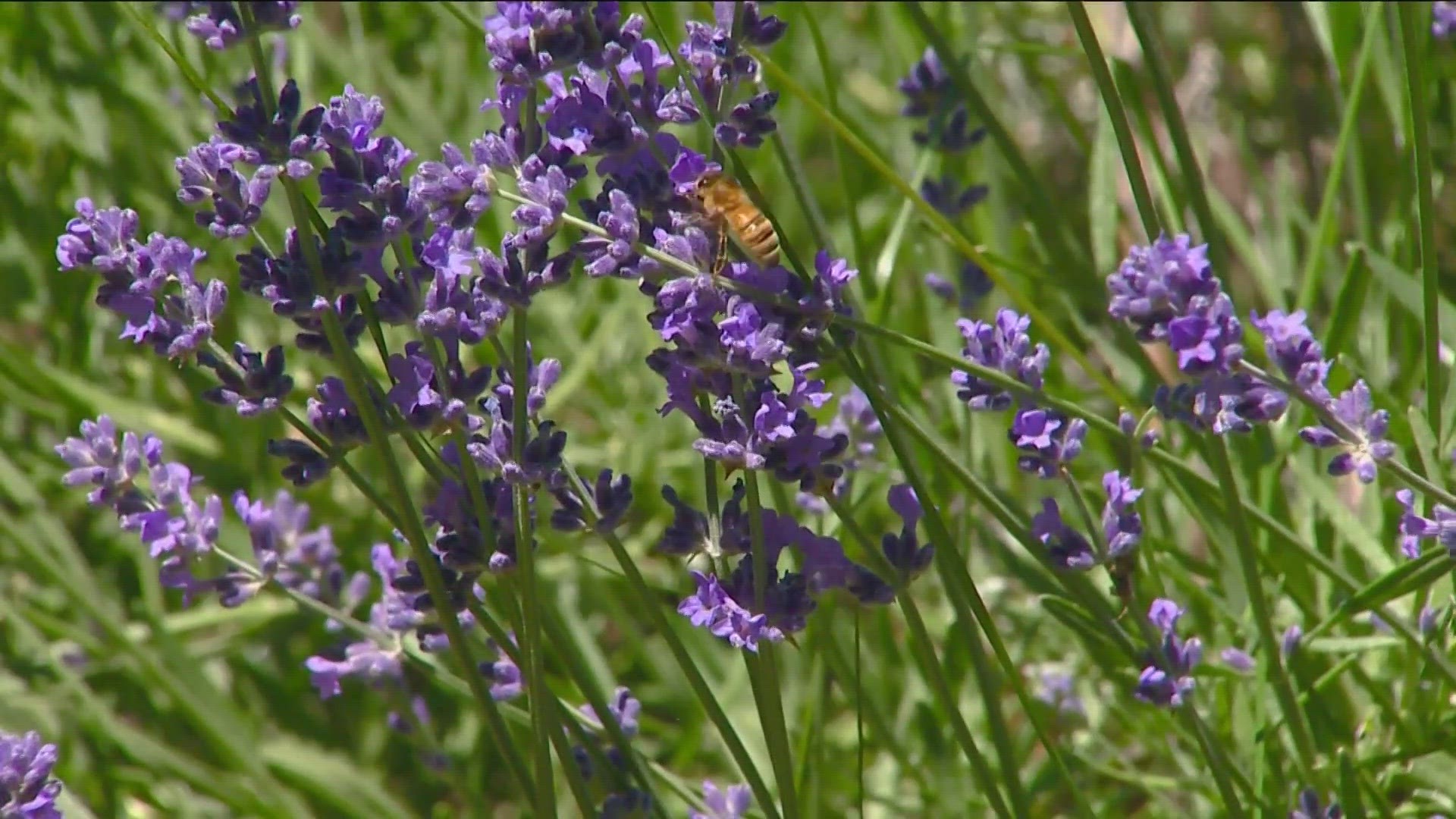 As Idahoans jump into gardening this spring, there are a few things to consider incorporating in your landscape to help some endangered pollinator friends.