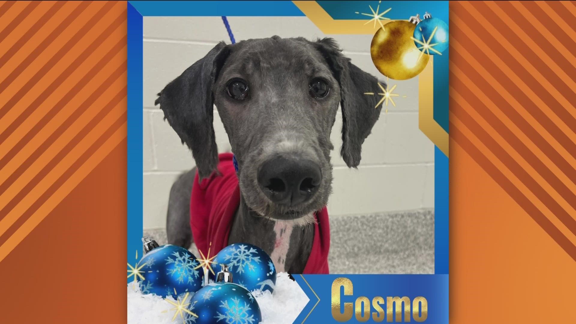 Cosmo is a standard poodle looking for adoption.