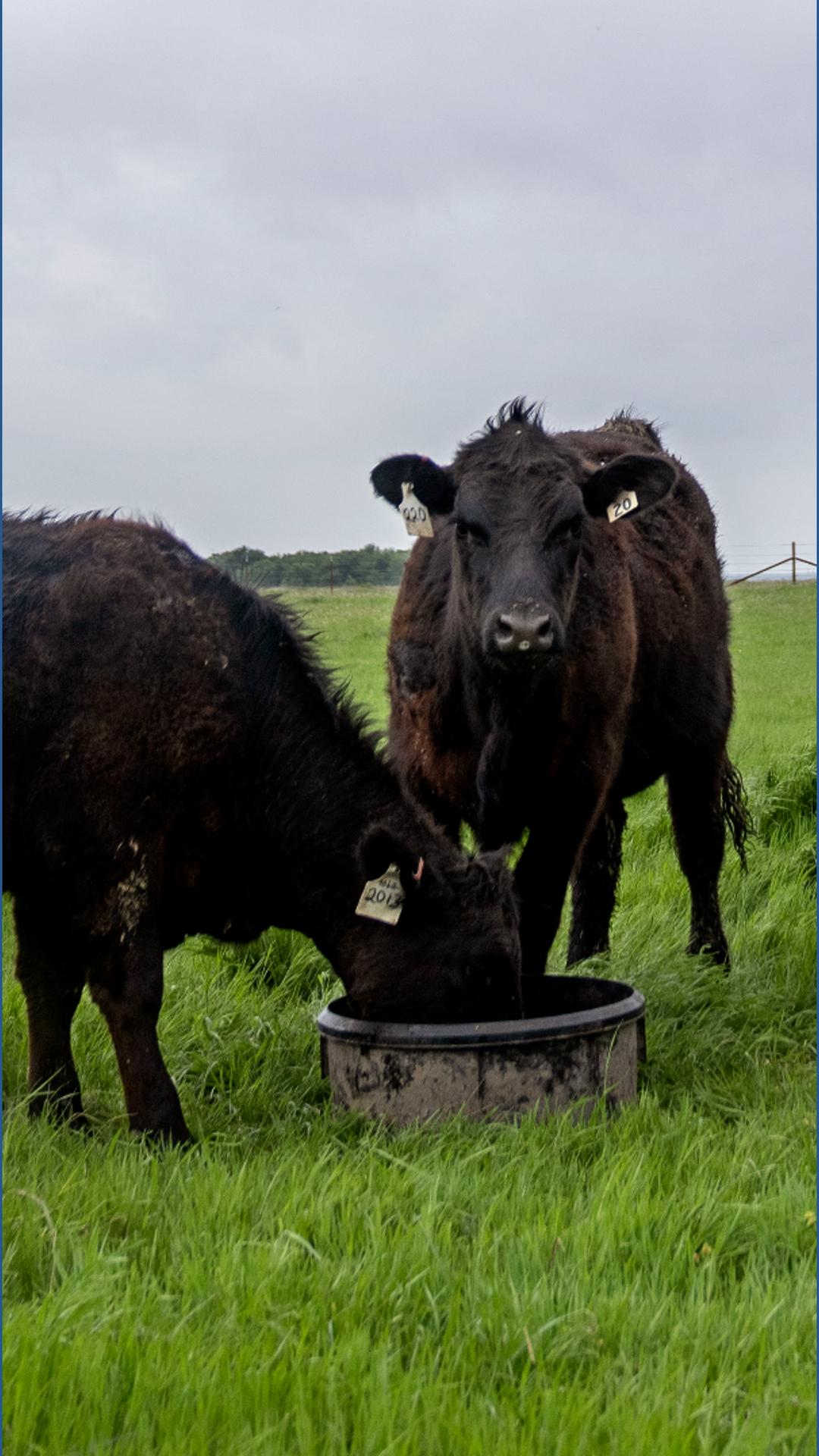 Anthrax visual data 2