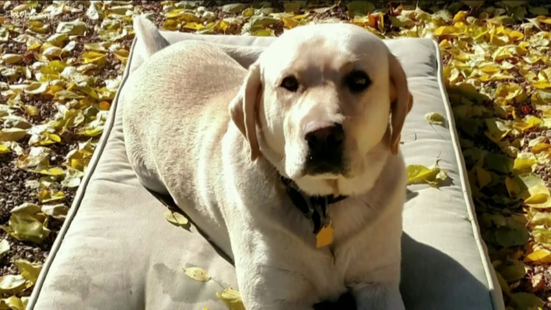Huck, a 3-year-old yellow Labrador, was thrown from the cab of a pickup that crashed near the Gowen Road exit, and has been missing since June 8.