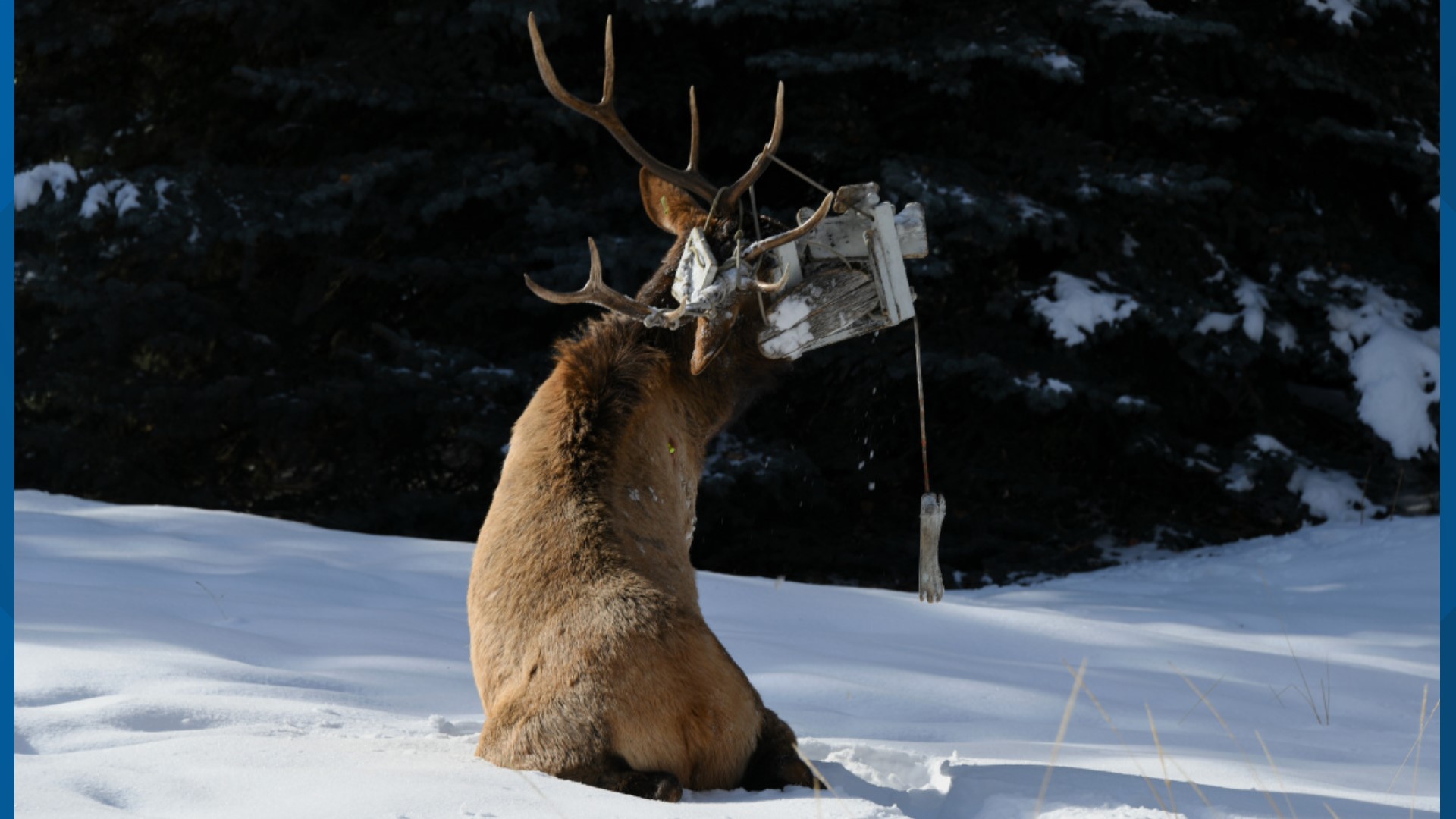 Elk gets caught in rope swing near Ketchum, again