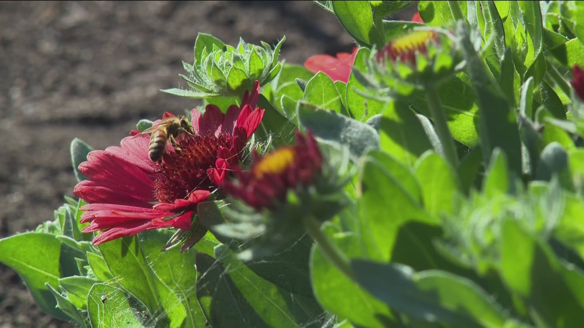 According to the University of Idaho, it is estimated that more than one-third of every bite of food humans consume is thanks to native and managed pollinators.