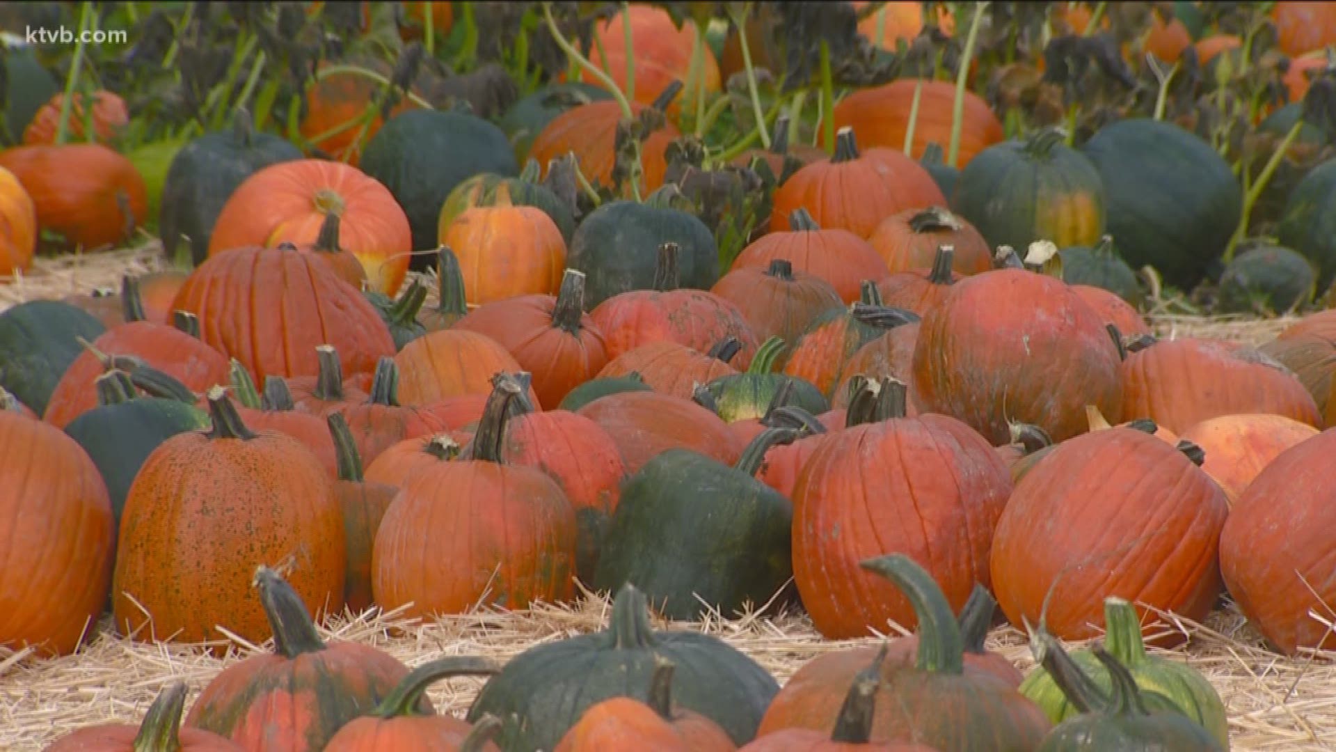 You Can Grow It Boise firehouse's pumpkin patch will be open Saturday