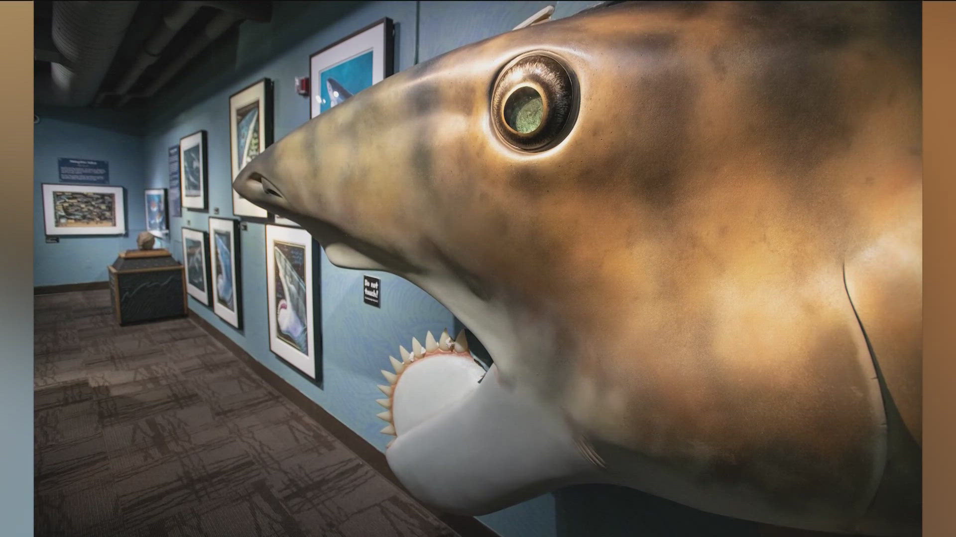 Shark Week: Idaho once had sharks | ktvb.com