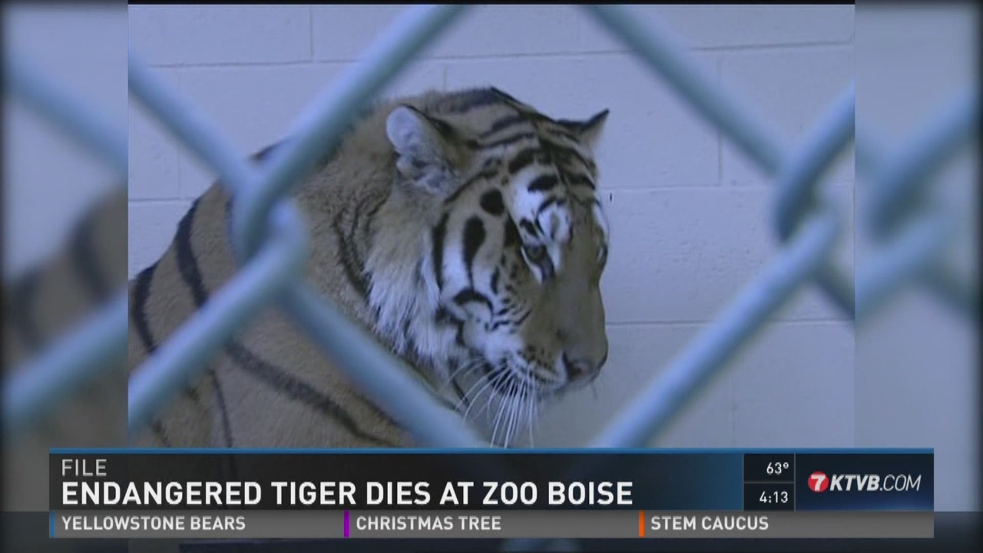 Zoo officials says Tundra was in declining health.