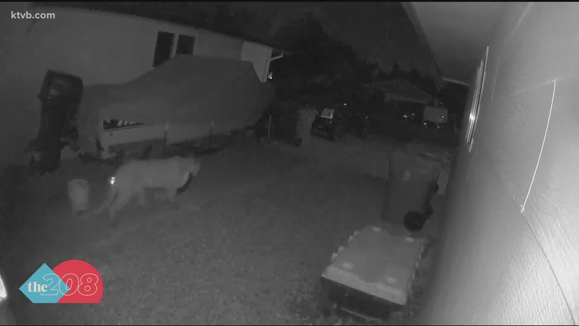 It's not normal to see a mountain lion in a suburban neighborhood, but what could he have been doing?