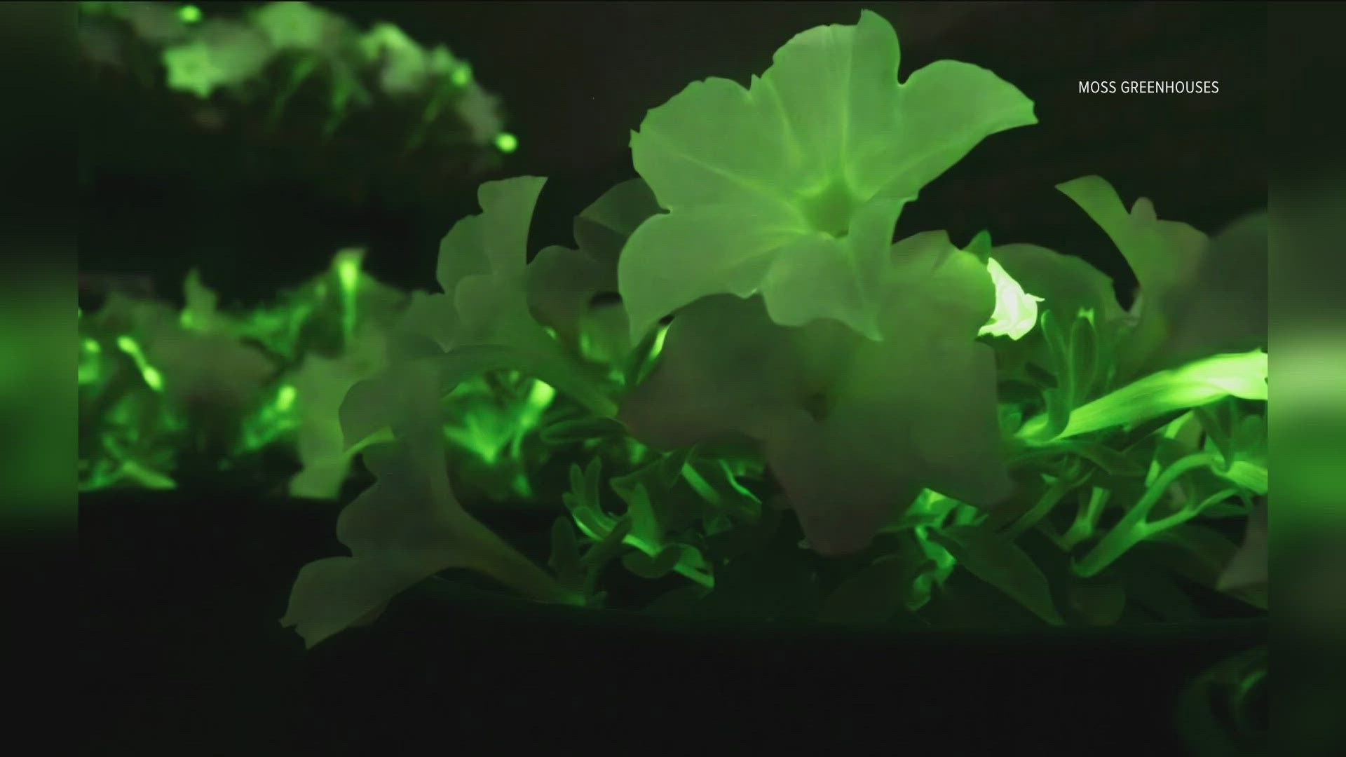 Moss Greenhouse is one of two growers in the country offering the Firefly Petunia, and will unveil the bioluminescent plant on May 31.