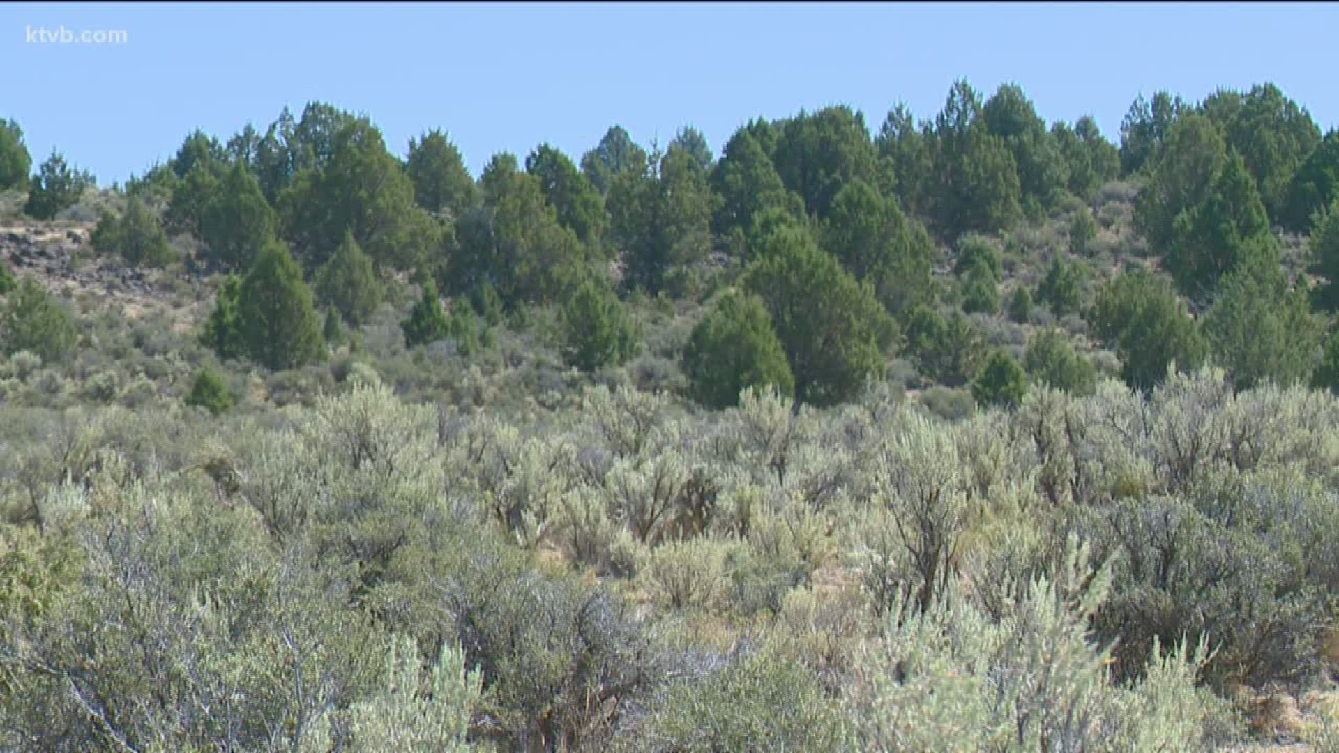 The spread of junipers in Owyhee County are having negative impact on sage grouse populations, officials say.