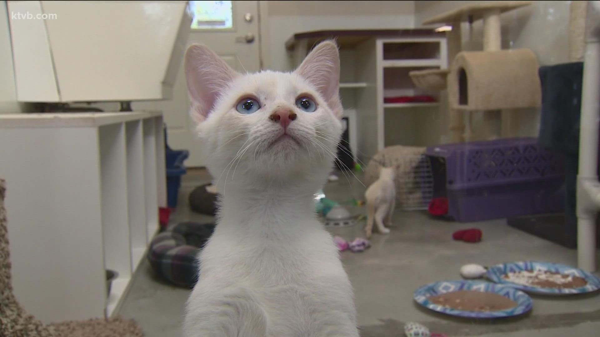 Since January, around 20% of owner surrenders at the Idaho Humane Society have been because of people moving.