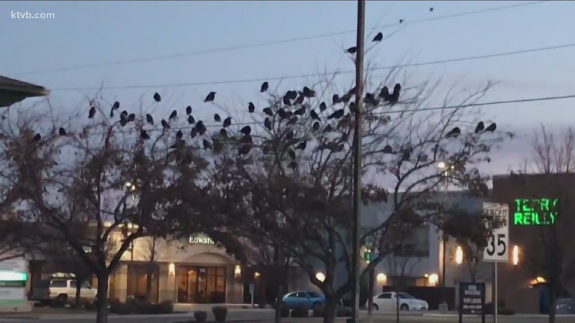 Nampa officials are looking for volunteers to help deal with the city's ongoing problem with crows.