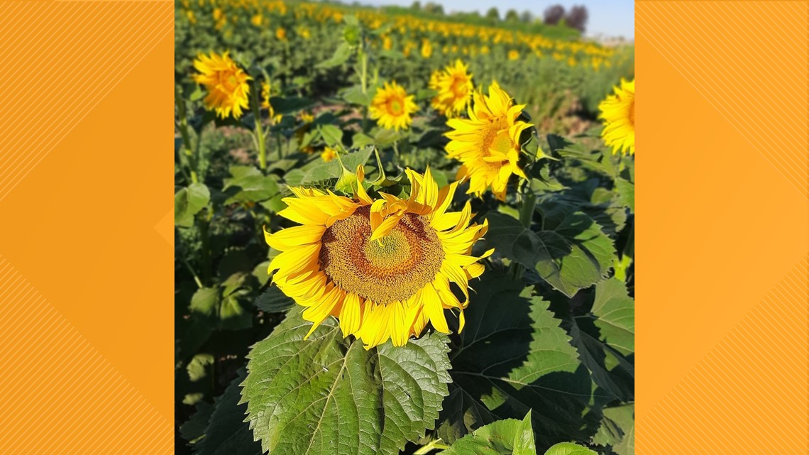 Sunflowers in September at Linder Farms in Meridian, Idaho