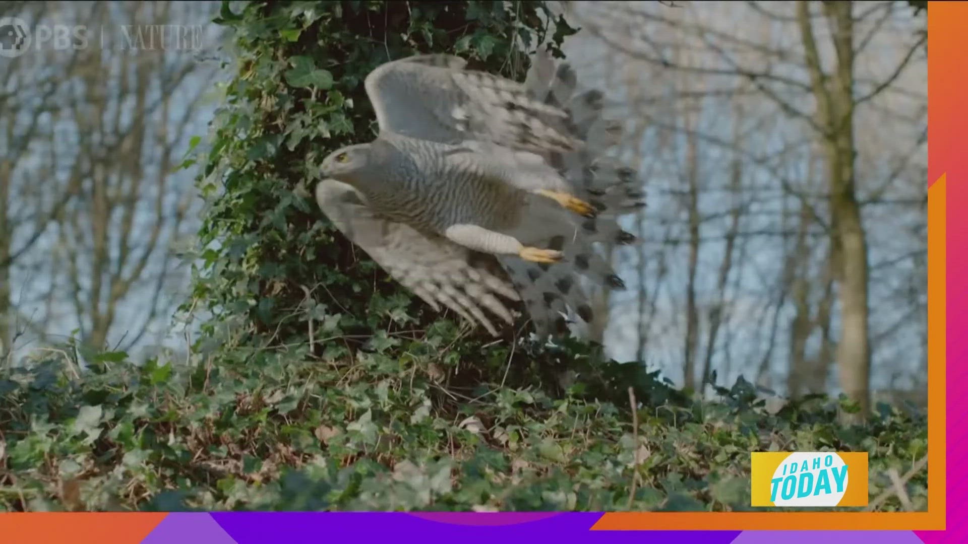 From eagles to hawks -- and Idaho’s own Peregrine falcon -- witness the world’s most successful predators in Raptors: A Fistful of Daggers.